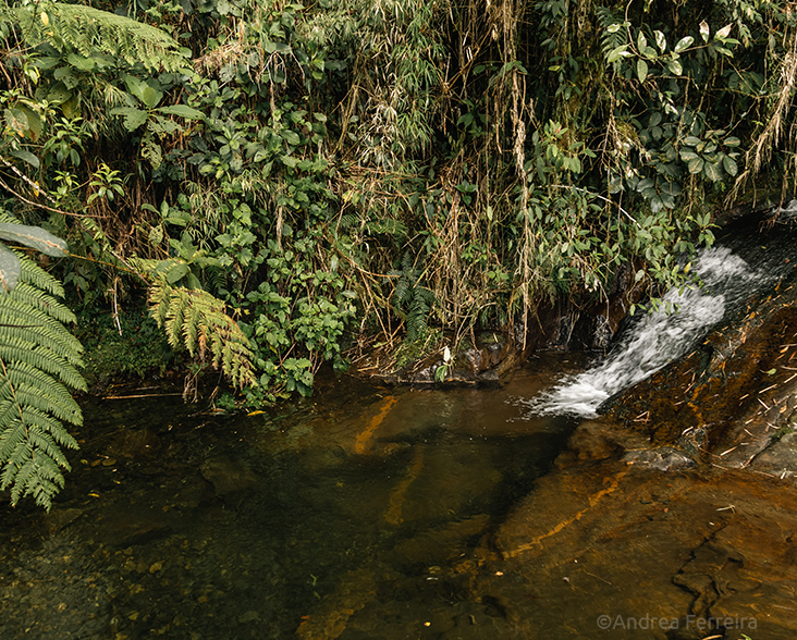 View of a stream in Guanacas Reserve, Colombia