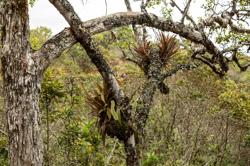 An old tree with branches which have bromeliads growing on them. The bromeliads have long leaves with pointed tips and are brown in colour. 