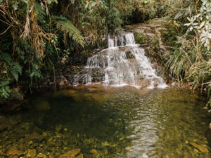 A small waterfall gushes into a clear pool of water within a forest.