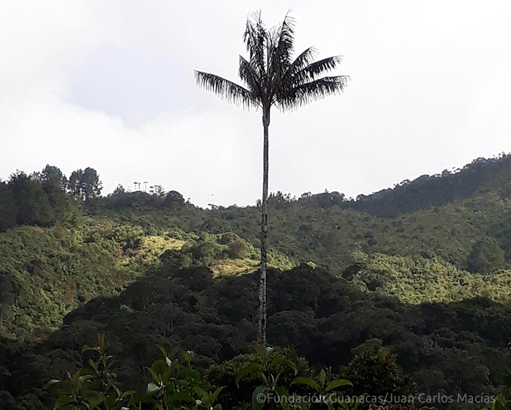 A Quindío Wax Palm on a hillside, towering above the other trees in the forest