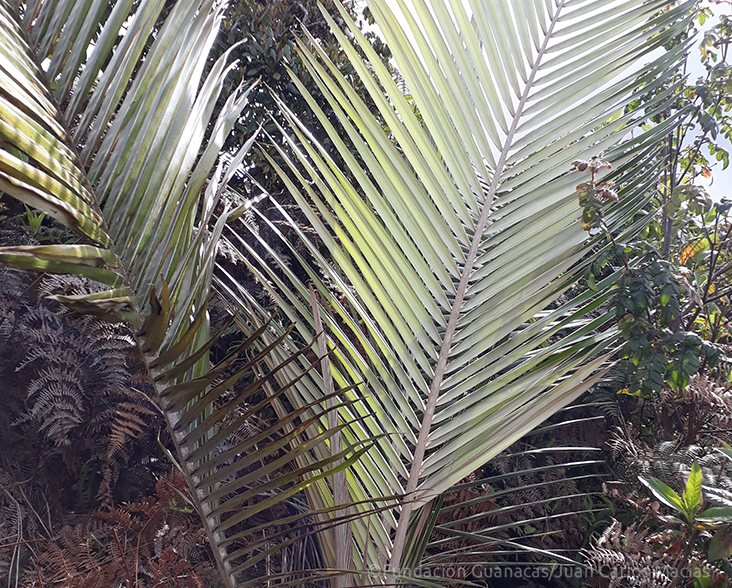 A young Quindío Wax Palm