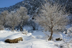 Trees in the snow in the Caucasus Wildlife Refuge, Armenia.