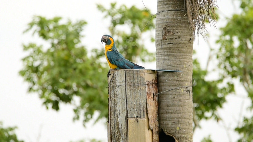 Blue-throated Macaw perched on nest box
