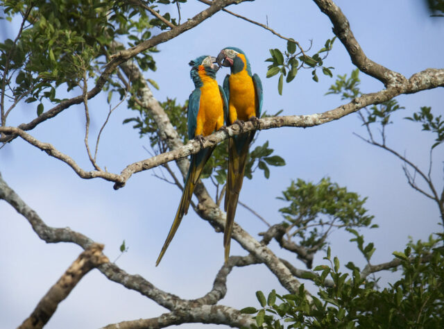 A pair of Blue-throated Macaws perch on a tree
