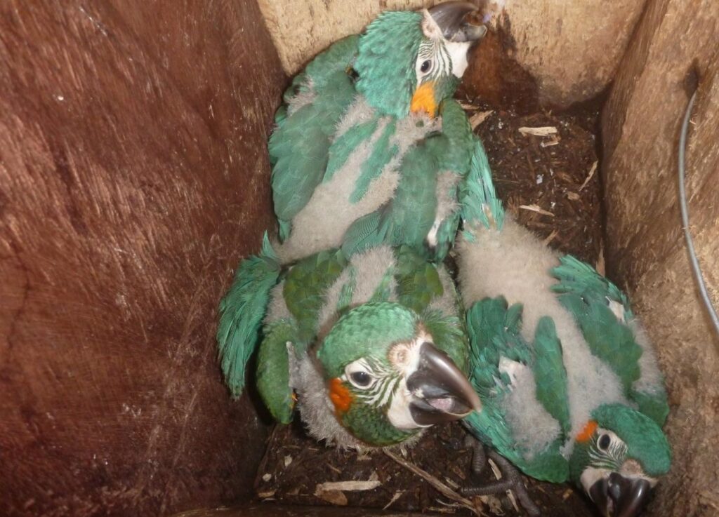 Blue-throated Macaw chicks inside a nest box
