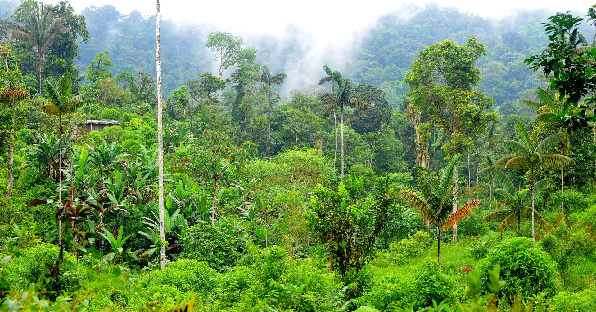 Tropical forest