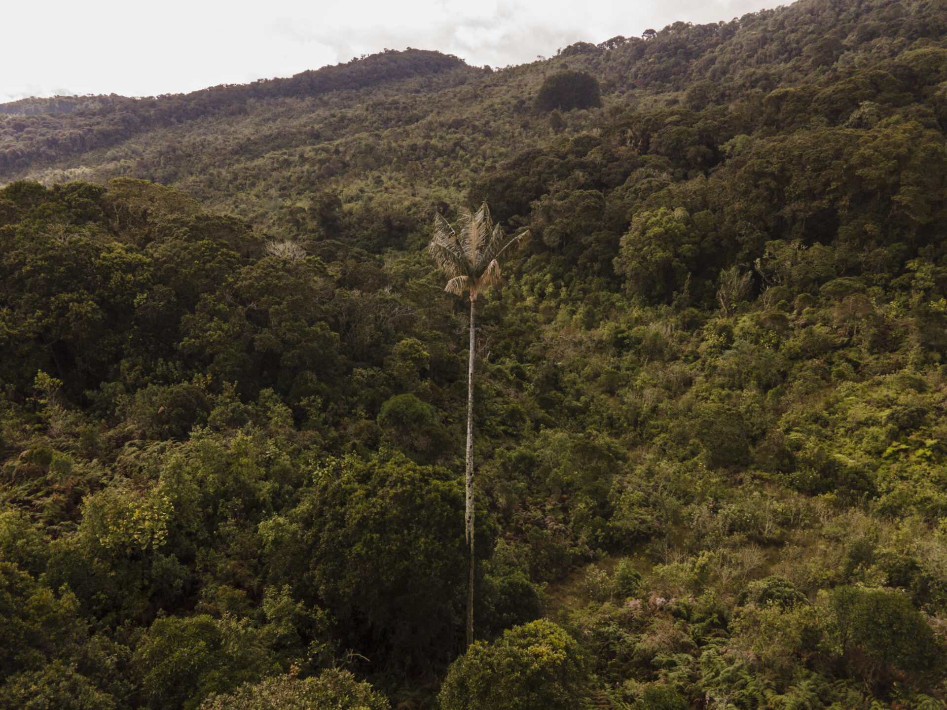 A Quindio Wax Palm amongst the cloud forest