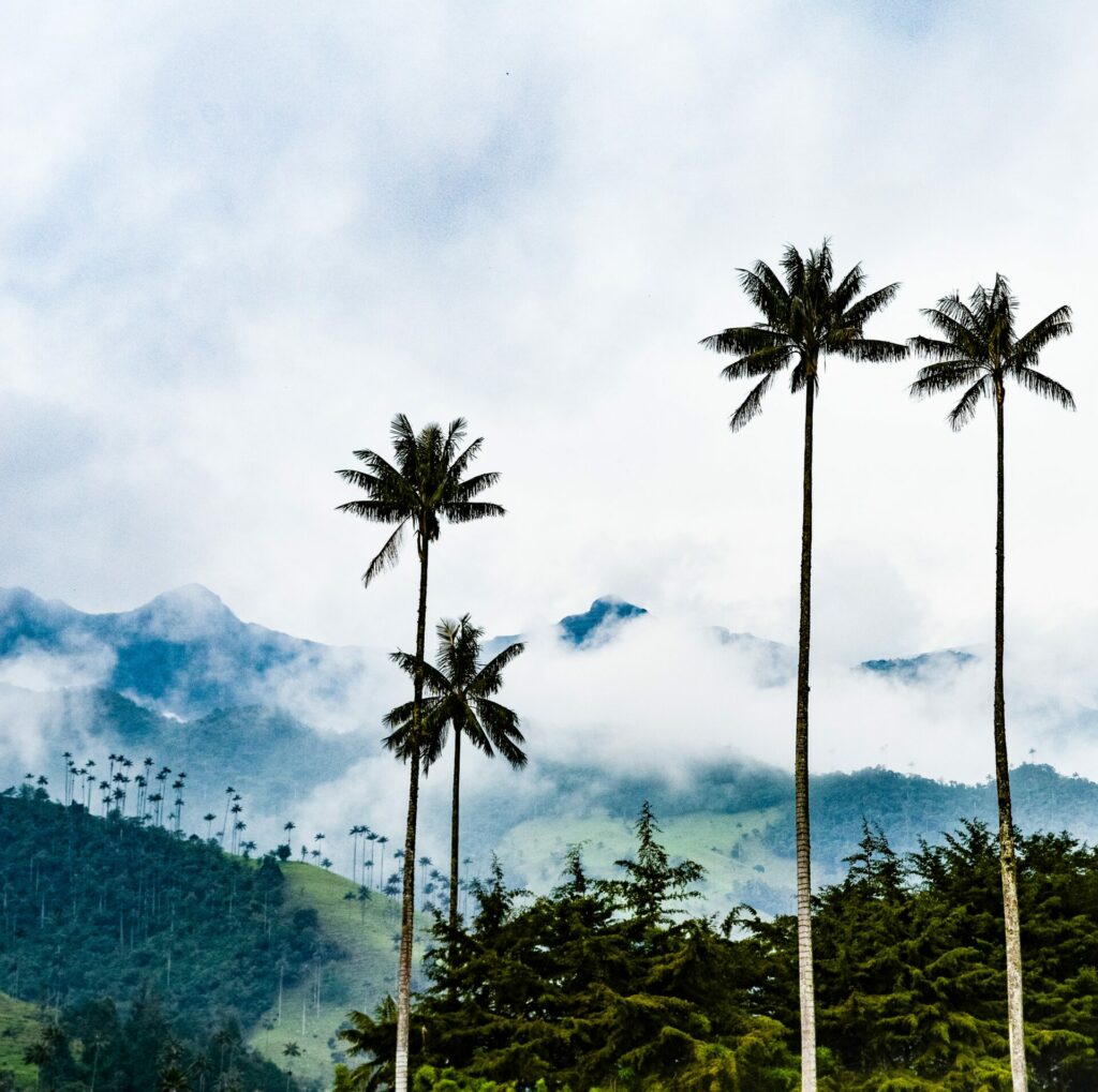 Quindio Wax Palms silhouetted against the misty sky