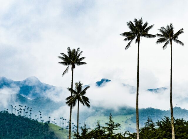 Quindio Wax Palms silhouetted against the misty sky