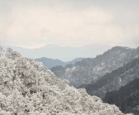 A wintery scene showing the trees and hills of the Sierra Gorda Reserve in the snow.