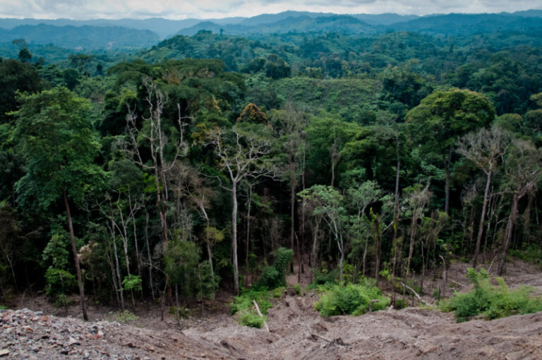 A forest turns to bare ground to make way for the construction of a highway