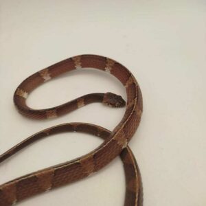 A long thin snake is coiled gently on a white surface.