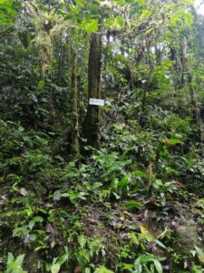 A thick forest with a tree trunk with a white sign attached to it which reads: 'Maycu reserve'