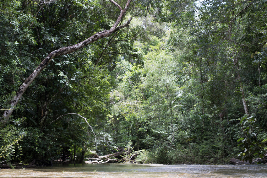 A dense green forest grows high above a clear body of water.