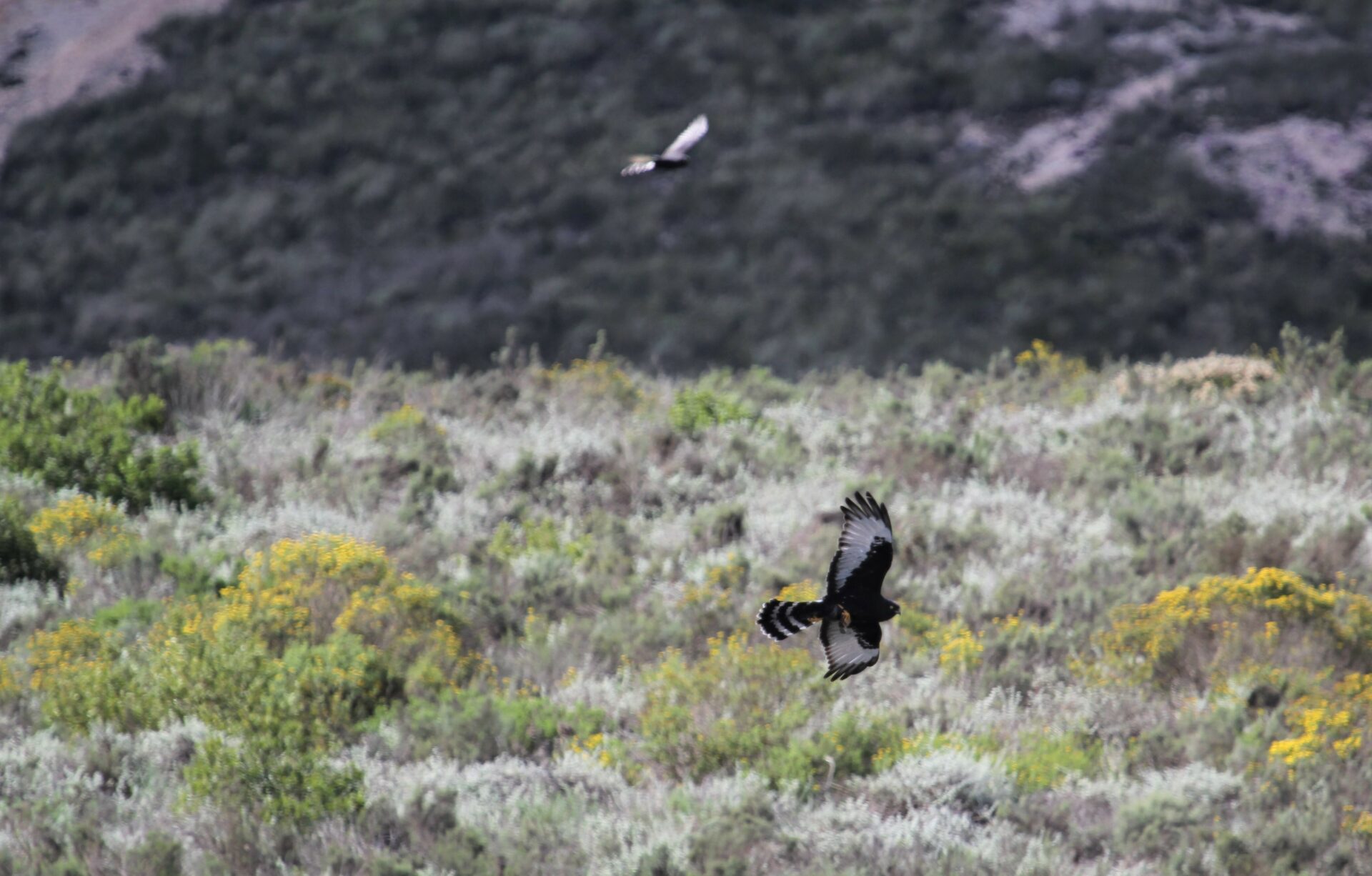 Black harrier in flight