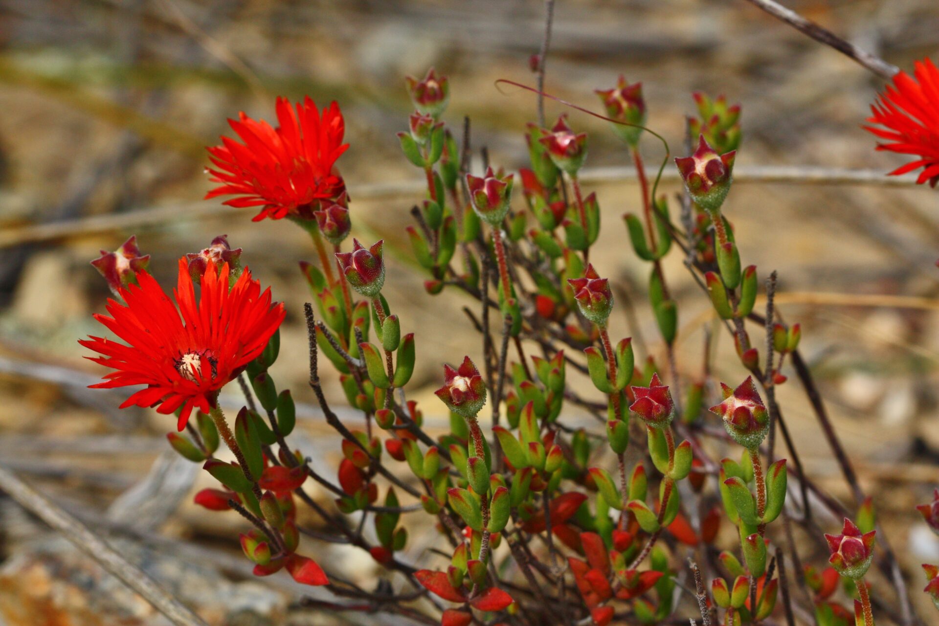 Drosanthemum lavisii