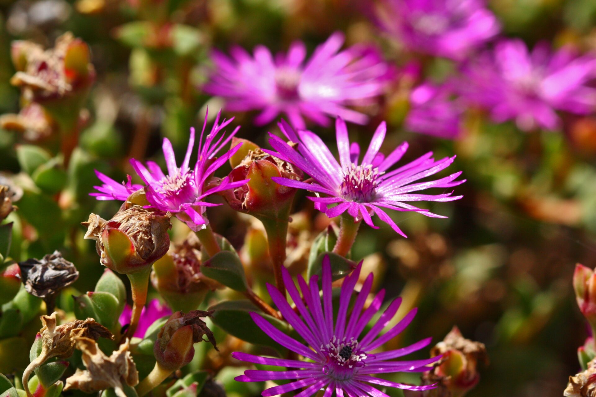 Drosanthemum quadratum