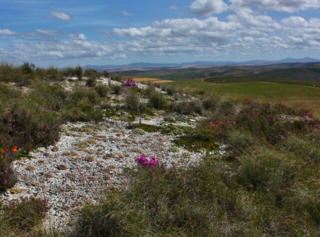 Renosterveld landscape