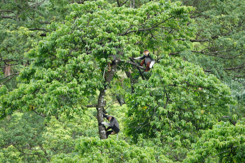 Two monkeys in a tree surrounded by a bright green forest canopy.