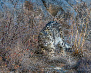 Snow Leopard facing the camera as it prowls through vegetation on a mountainside