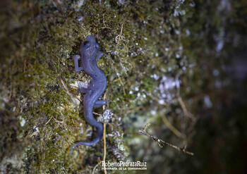 A small salamandar creeps along a moss covered rock.