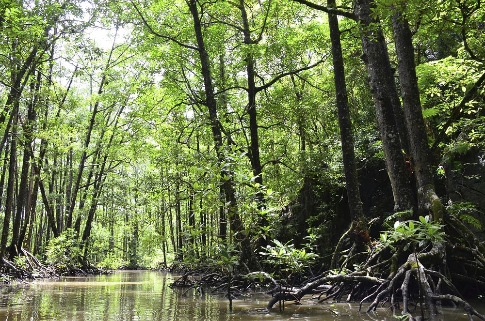 Mangrove swamp