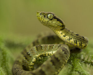 Andean Forst-Pitviper curled up on a branch and looking at the camera