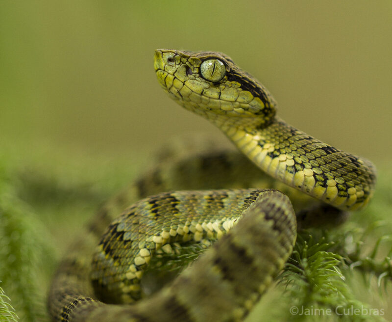 Andean Forst-Pitviper curled up on a branch and looking at the camera