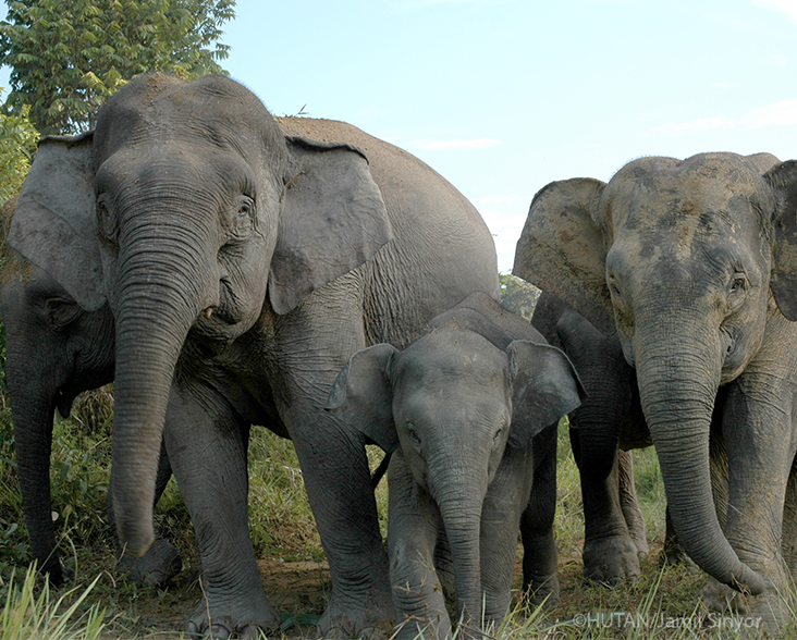 Face-on view of a herd of Bornean Elephants