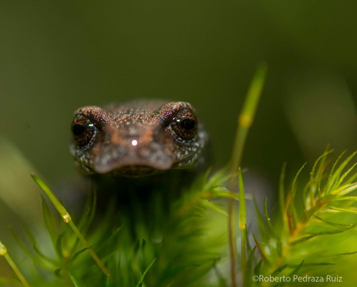 Face on view of a Chunky False Brook Salamander, Sierra Gorda ©RobertoPedrazaRuiz