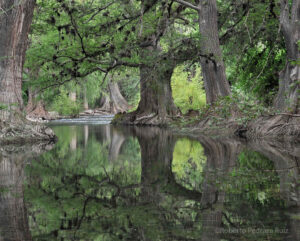 A view of Cypress trees lining a river bank and reflected in the water