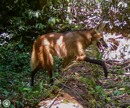 Maned Wolf filmed on camera trap at REGUA, Brazil.