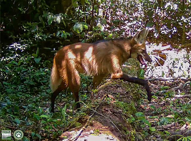 Maned Wolf filmed on camera trap at REGUA, Brazil.