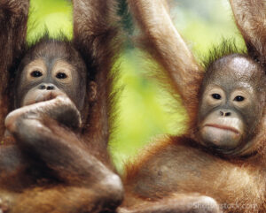 Two Orangutan youngsters hanging from a branch