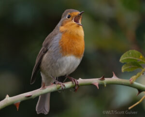A European Robin perched on a branch with its beak open singing
