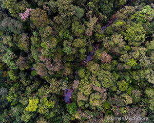 Aerial view of forest at the Rio Canande Reserve, Ecuador