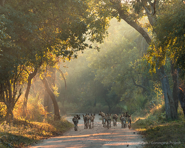 African wild dogs under the trees