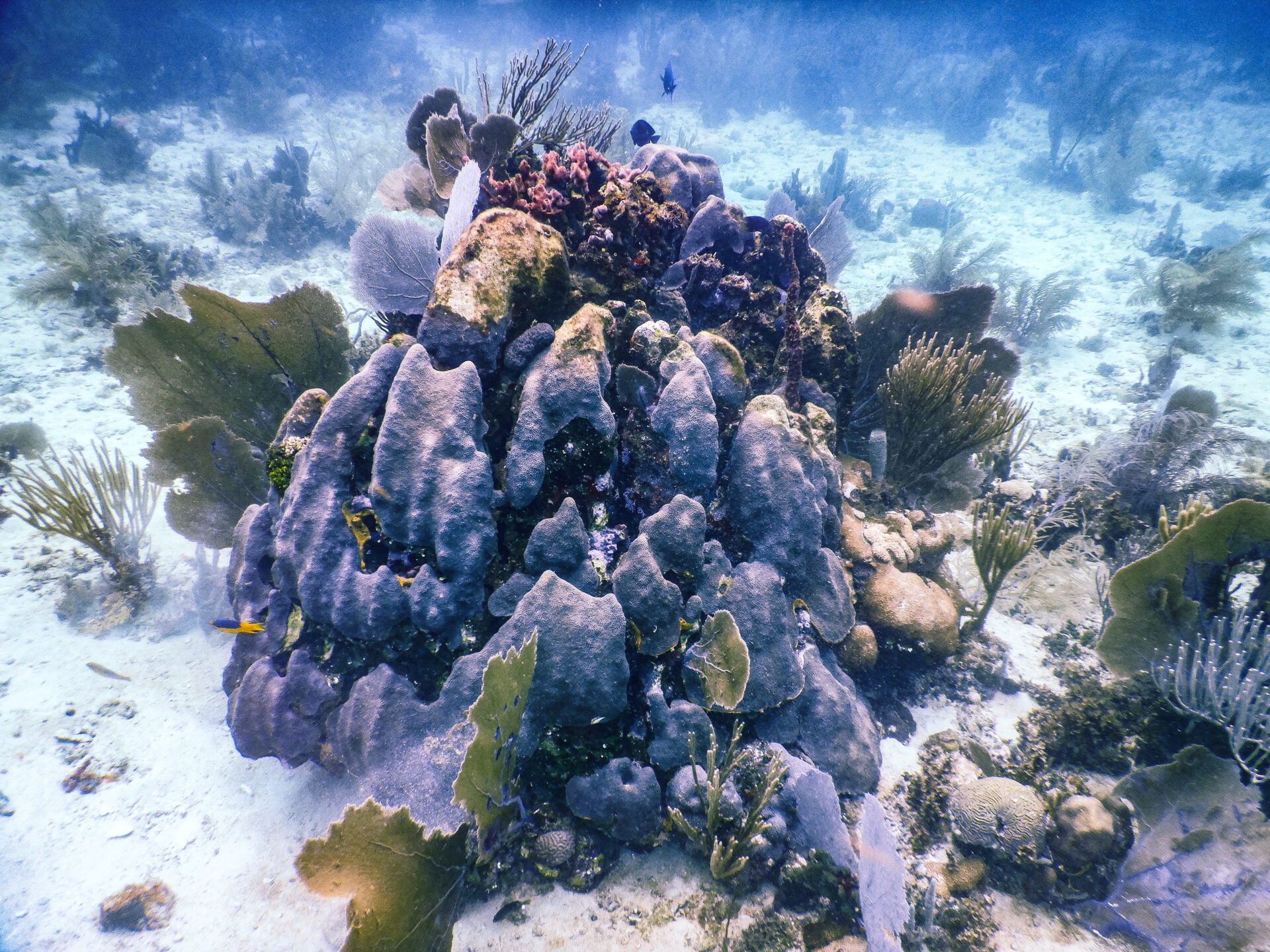 A coral reef displaying a diversity of coral and algae species.