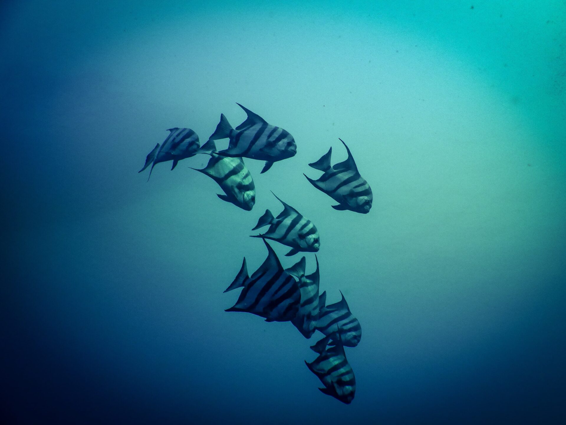 A group of angel fish swim in the deep ocean, patterned with black and white stripes on their bodies.