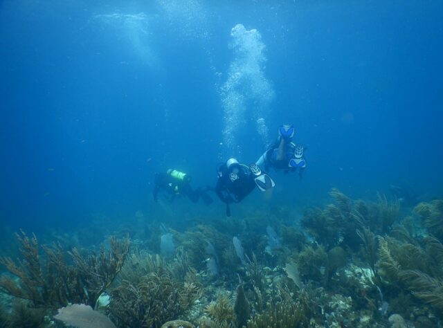 Three divers are in the sea with a coral reef below them.