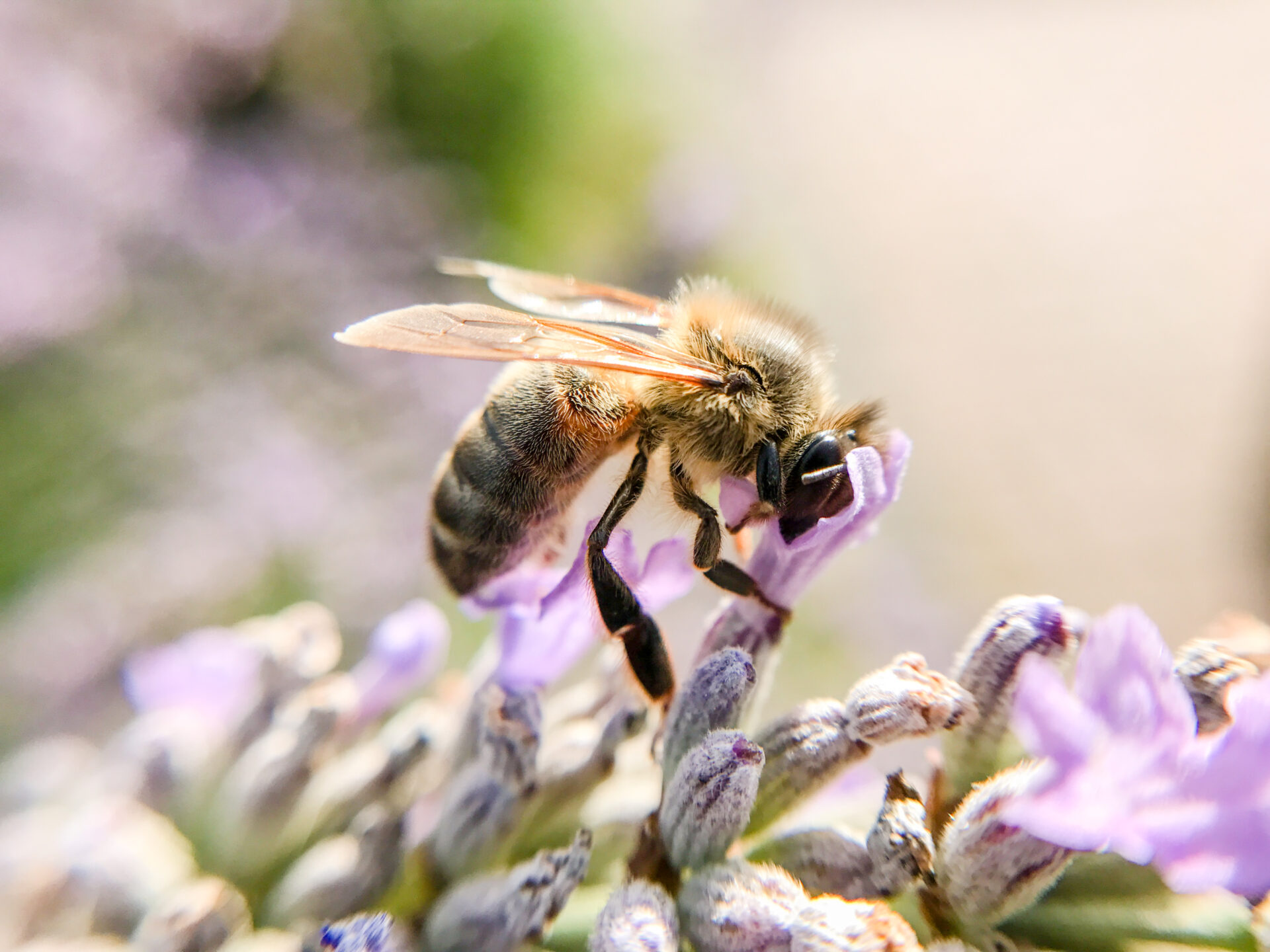 A honey bee lands on a salvia plant.