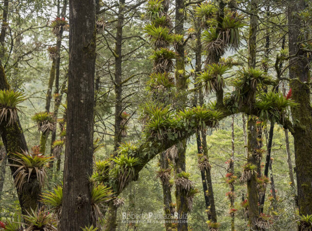 Tree trunks covered in green lichens.