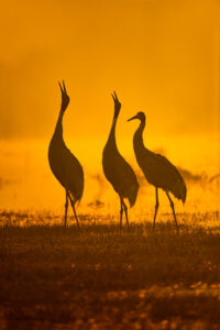 Sarus Cranes silhouetted at sunrise