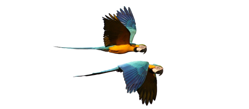 A pair of Blue and Yellow Macaw in flight