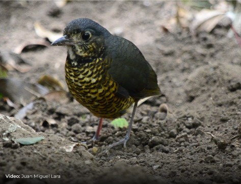 A El Dorado Antpitta stands on the ground.