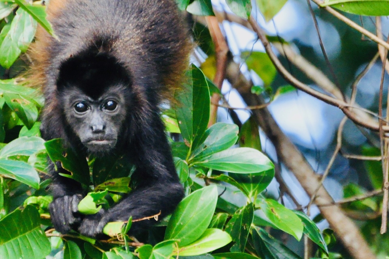 A small black monkey is perched on a tree branch.