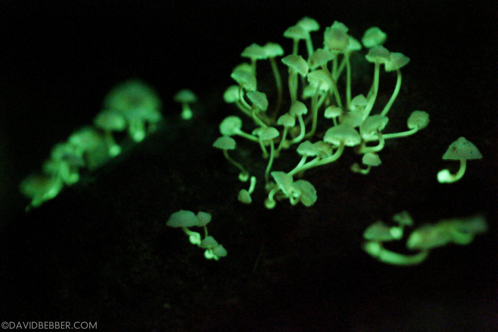 Some thin, small fungi glow in the dark.