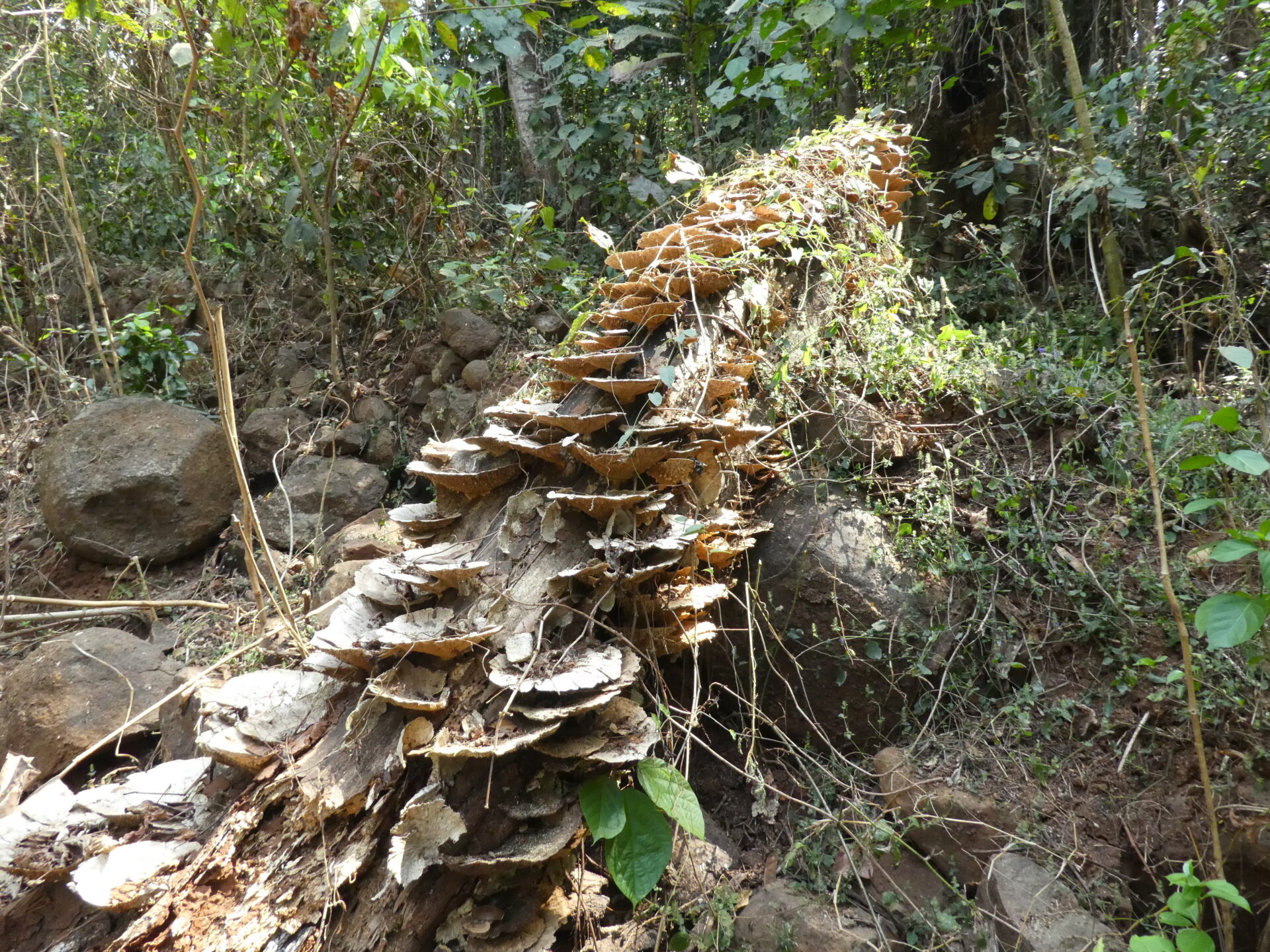 Many mushrooms sprout out from a fallen tree trunk.