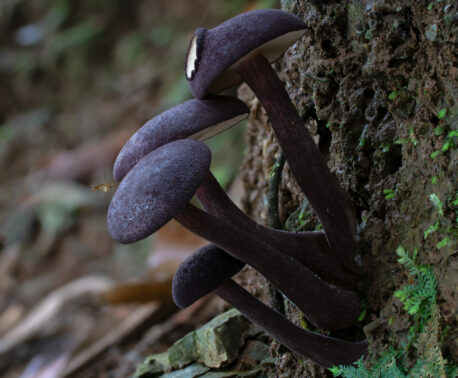 Four dark, almost black coloured mushroom grows from the base of a tree trunk in a forest.