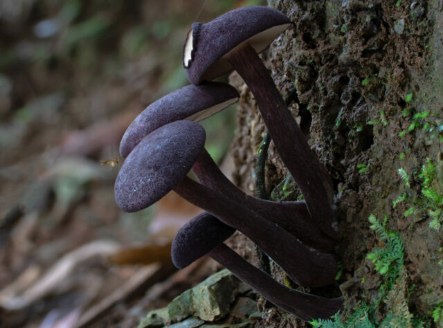 Four dark, almost black coloured mushroom grows from the base of a tree trunk in a forest.